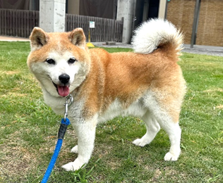 譲渡犬情報第D25015号(1)