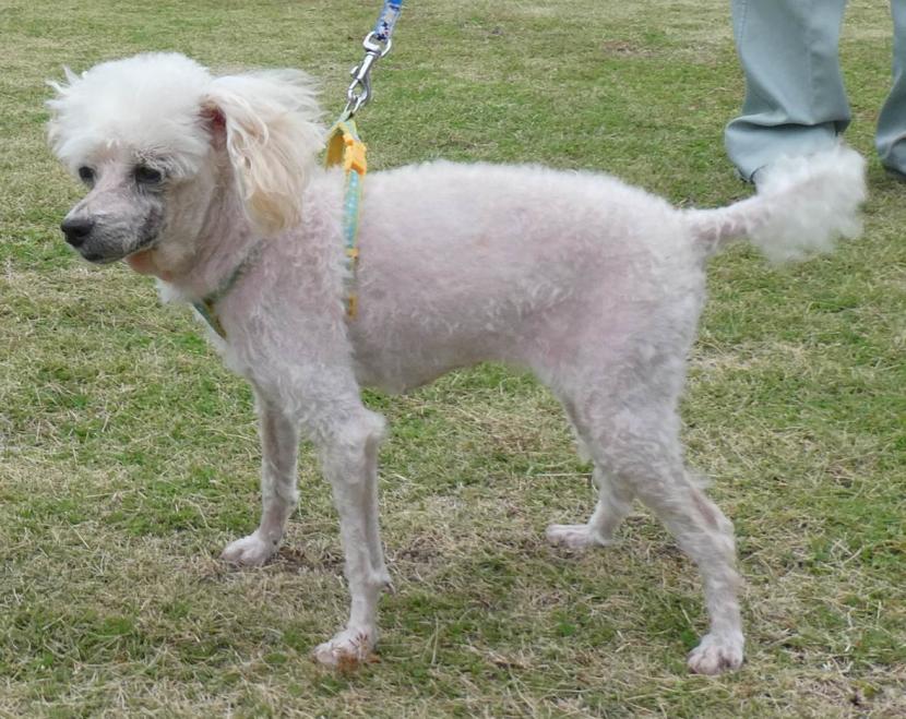 譲渡犬情報第D25017(3)号