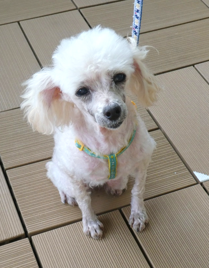 譲渡犬情報第D25017号(1)