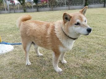 保護犬情報第D25019号