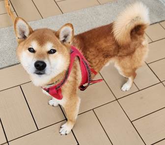 譲渡犬情報第D25022号(1)