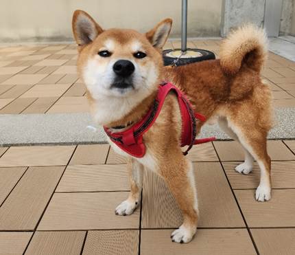 譲渡犬情報第25022号(2)