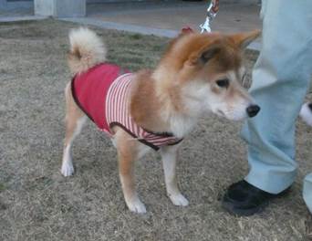 保護犬情報第D25023号