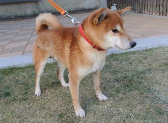 保護犬情報第D25022号