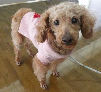 譲渡犬情報第D25026-2