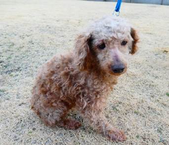 保護犬情報第D25026号