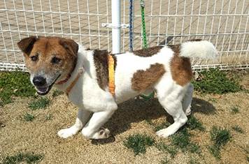 譲渡犬情報第D25029号-2