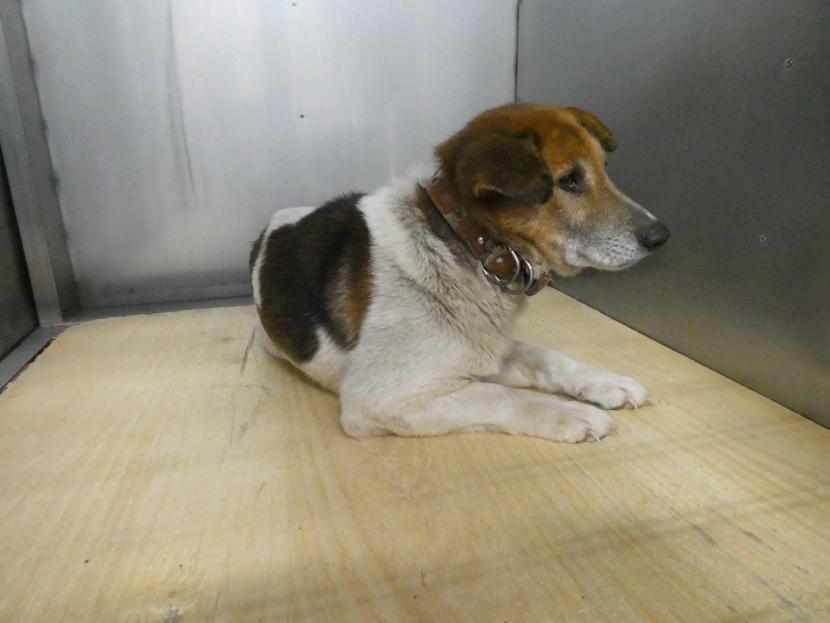 保護犬情報第D25029号