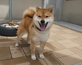 譲渡犬情報第D26001号