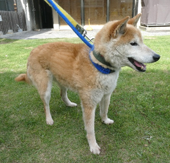 保護犬情報第D26004号
