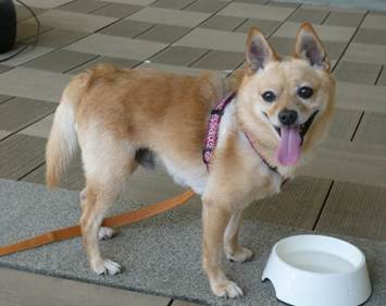 譲渡犬情報第D26007号