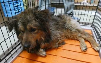 保護犬情報第D26009号