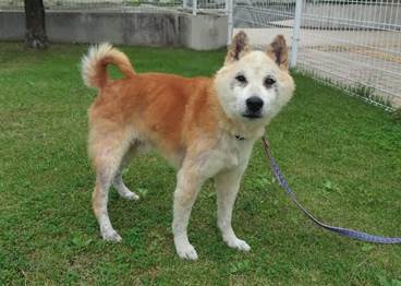 譲渡犬情報第D26011-1号