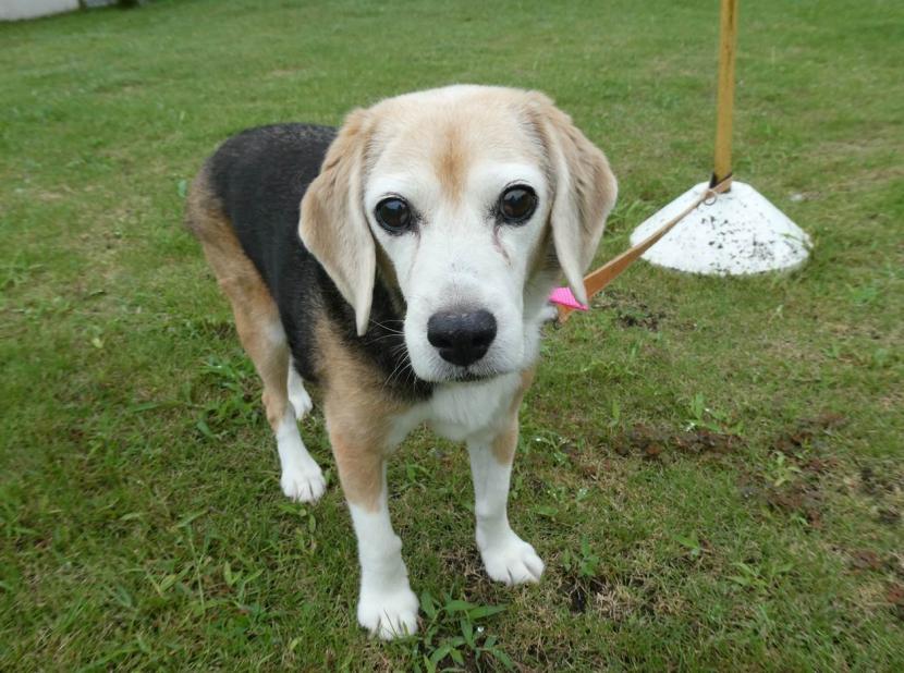 譲渡犬情報第D26012号