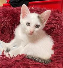 譲渡子猫情報第K25065号