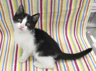 譲渡子猫情報第K25097号