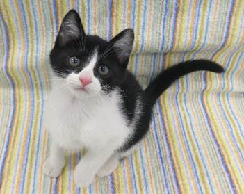 譲渡子猫情報第K25098号