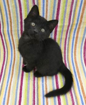 譲渡子猫情報第K25099号