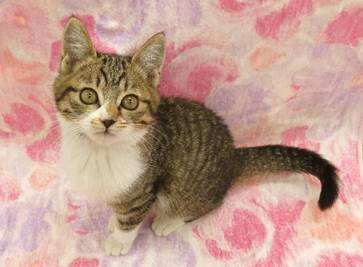 譲渡子猫情報第K25101号