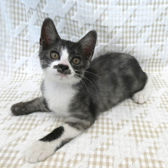 譲渡子猫情報第K26031号(2)