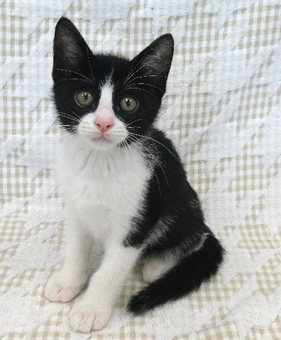 譲渡子猫情報第K26047号(2)