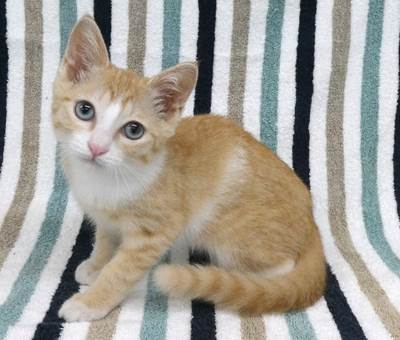 譲渡子猫情報第K26064号