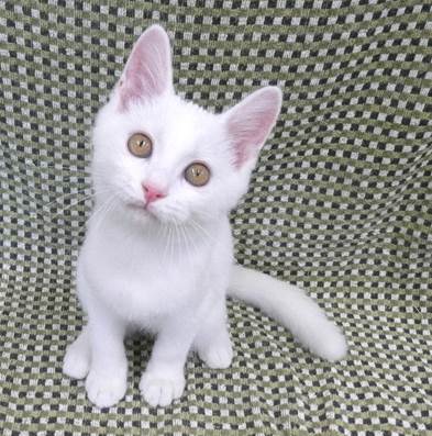 譲渡子猫情報第K26070号(2)
