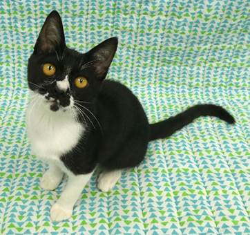 譲渡子猫情報第K26079号