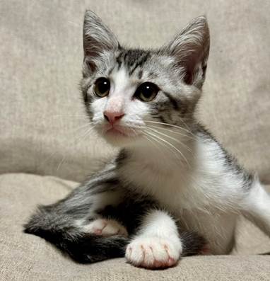 譲渡子猫情報第K26085号