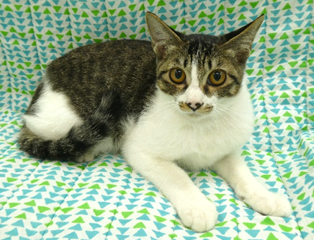 譲渡子猫情報第K26105号
