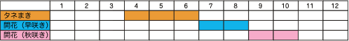 画像/コスモスのたねまき、開花時期一覧