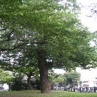 画像/平成16年の西公園