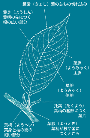 分 葉状 と は