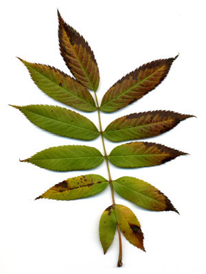 ナナカマドの葉の写真