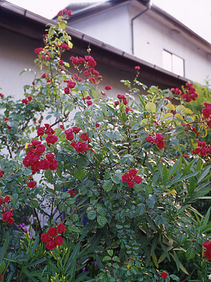 画像/バラの花