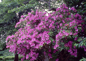 画像/サツキの花