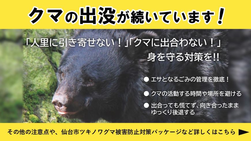 クマの出没が続いています
