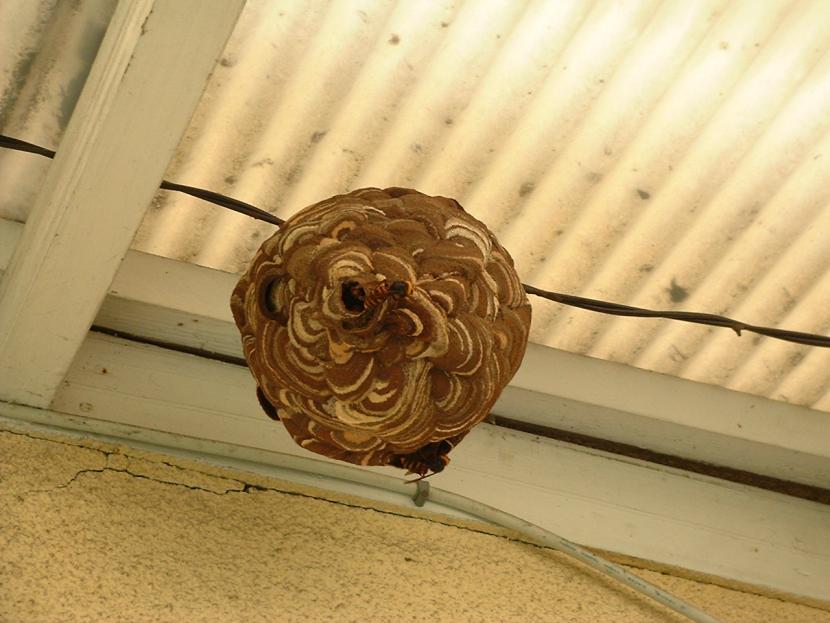コガタスズメバチの巣でしま模様で丸形の形状をしている