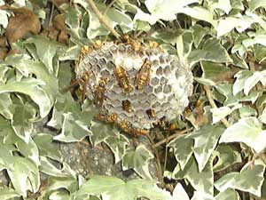 アシナガバチの巣でシャワーヘッドの様な形をしている