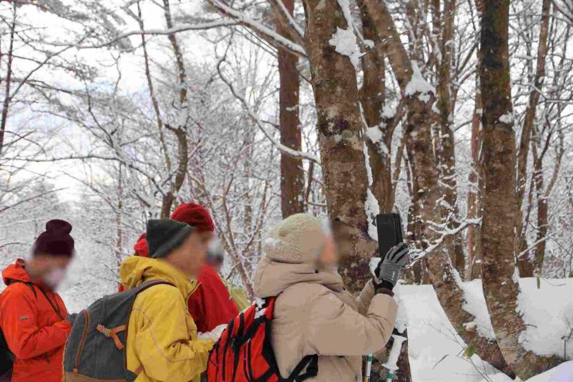 芳の平を散策している様子