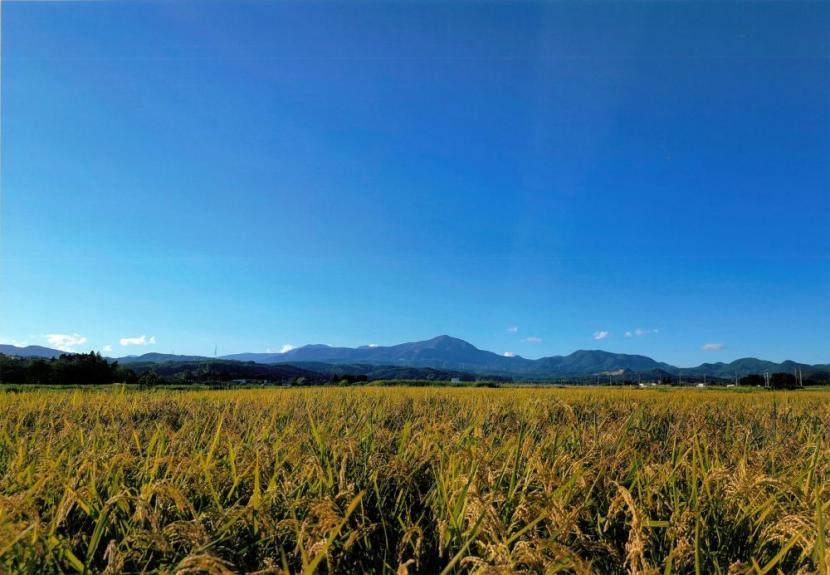 今年も豊作、感謝