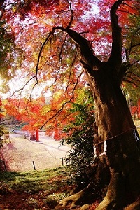 銀賞　「賀茂神社の紅葉」