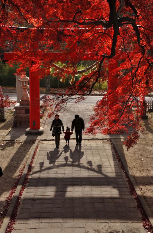 金賞　「賀茂の紅葉」