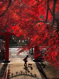 金賞　「賀茂神社」