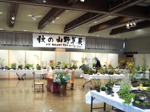 秋の山野草展