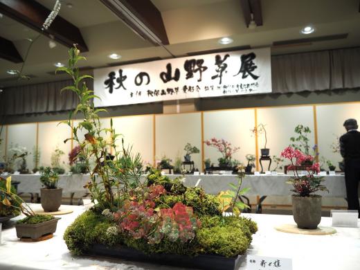 秋の山野草展