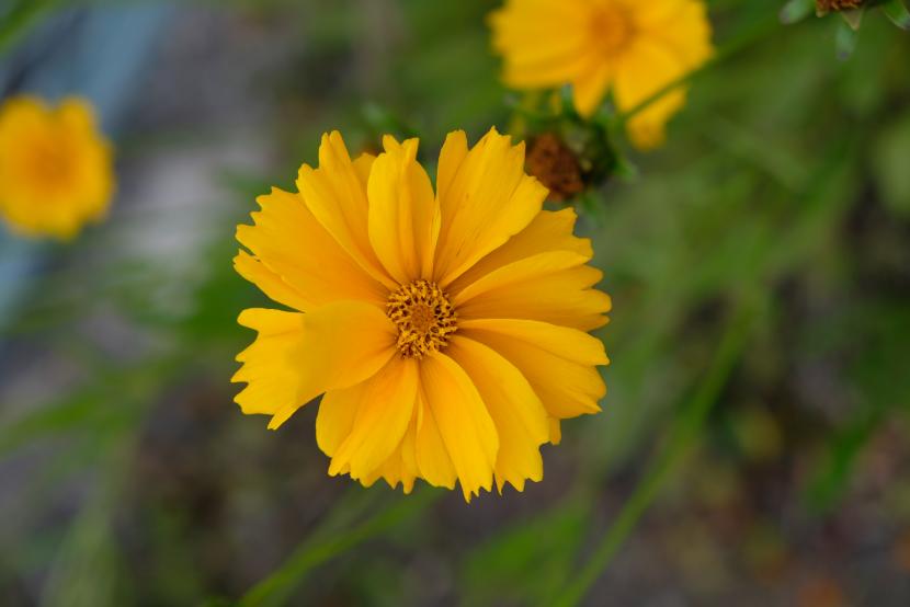 オオキンケイギクの花