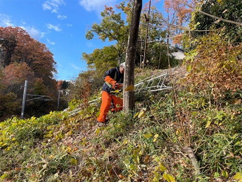 誘引木の伐採
