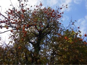 クマが好む柿の木の写真