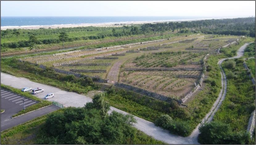 岡田砂原地区の海岸防災林